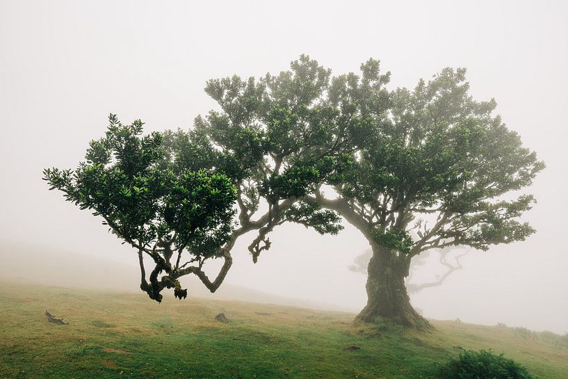 Fanal Forest van Peter Deschepper