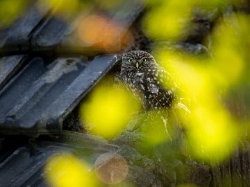 Steenuil met bokeh van Erik Veldkamp