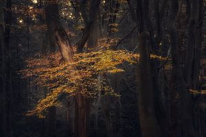 Autumn by Moetwil en van Dijk - Fotografie