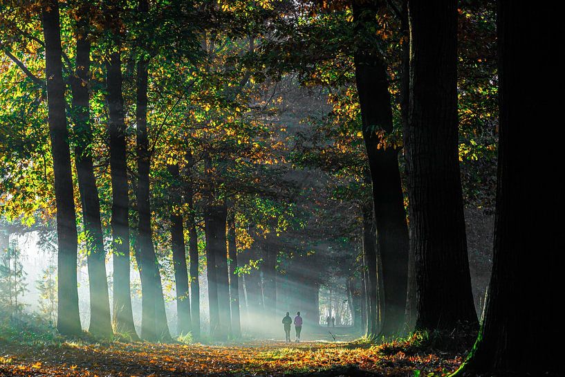 Nebliger Morgen im Mastbos in Breda von I Love Breda