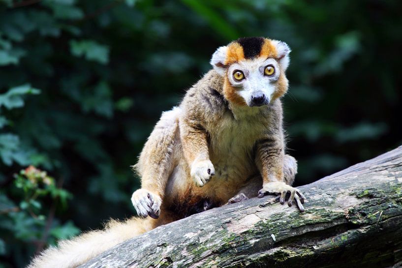 The crown lemur by Jolanta Mayerberg
