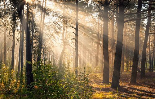 sunny forest