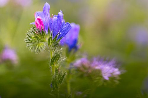 Bloemenweide, bloemenwilg