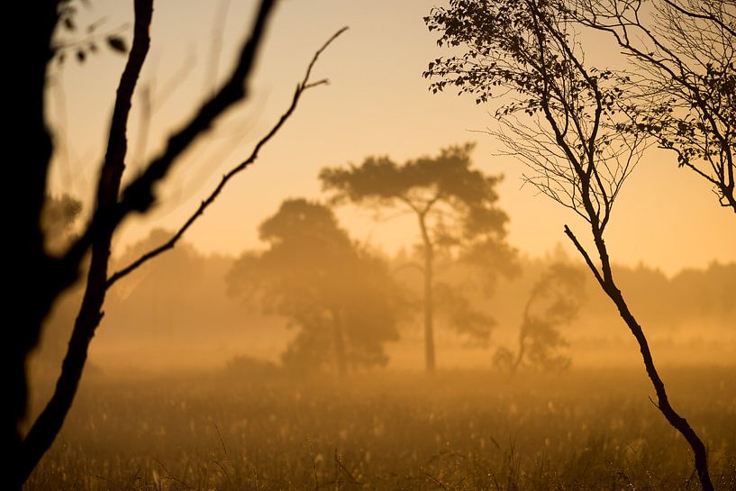 Strabrechtse Heide 256 by Deshamer