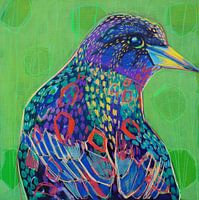 vogel-merel