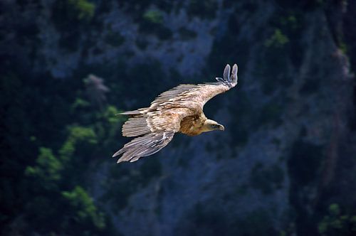 Griffon vulture over the Gorges du Verdon