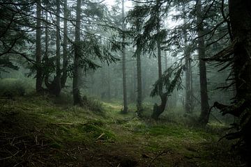 Magisch bergsparrenbos in de mist 1 van Holger Spieker