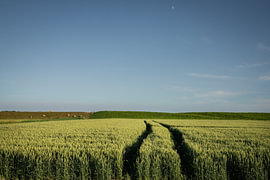 Des traces dans les champs de blé dorés du Noordpolder, près de Groningue sur Bo Scheeringa Photography