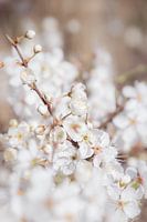 Witte Bloesem