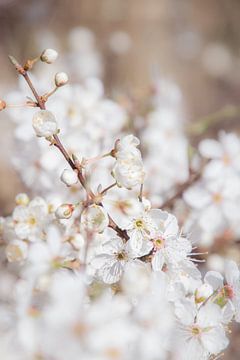 Weiße Blüte von Marjan Kooistra