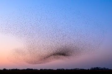 Starling murmuration during sunset at the end of the day by Sjoerd van der Wal Photography