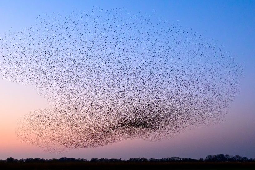 Starling murmuration during sunset at the end of the day by Sjoerd van der Wal Photography