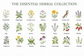 Botanische collectie: 21 essentiële kruiden