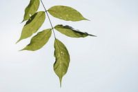 Plantjes en bloemetjes