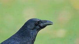 High Resolution PortraIt of a Raven with green Background von Sebastian Czech
