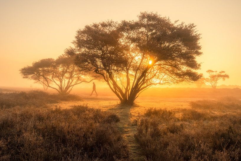 A morning walk by Albert Lamme