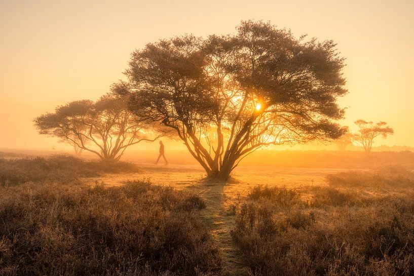 Ein Morgenspaziergang von Albert Lamme