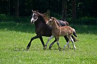 Galopperend in de wei