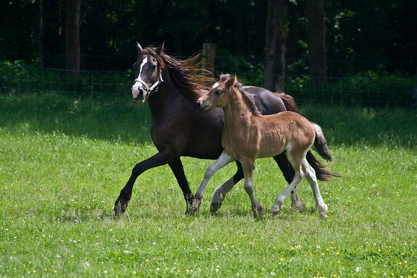Galopperend in de wei by foto-fantasie foto-fantasie