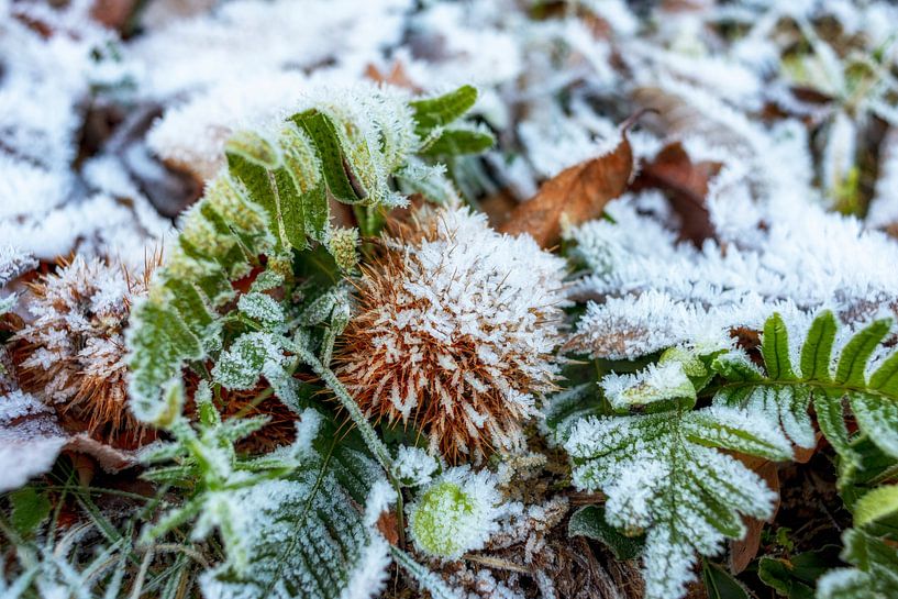 Between autumn and winter 1 par Annemieke Linders