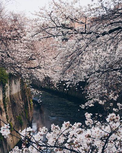 Cherry blossom in Tokyo above channel