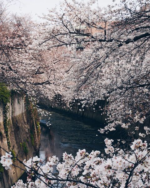 Cherry blossom in Tokyo above channel by Michiel Dros