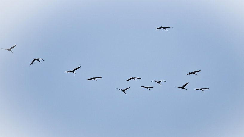Cranes fly in the sky by Martin Köbsch