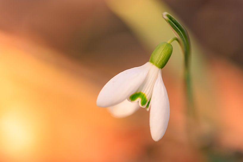 Een eenzaam sneeuwklokje in het bos.... van Horst Husheer