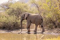 Elephant near water