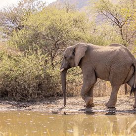 Elefant in Wassernähe von Alex van de Ven