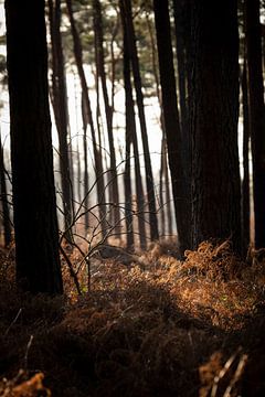 Das Geheimnis des Waldes im Winter von Rene  den Engelsman