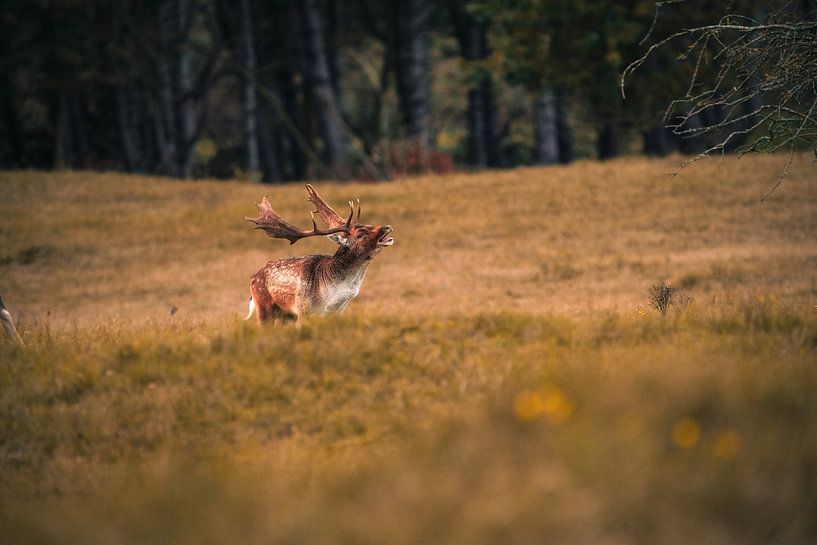 Burning fallow deer by Lopen in de natuur