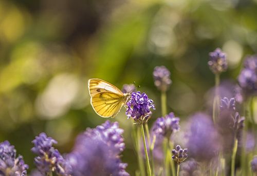 Gelber Schmetterling auf Lavendelblüte