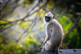 Waar kijk je naar? van Lens & Light Photography