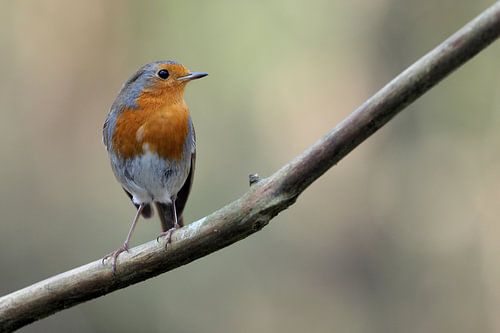Roodborst op een tak