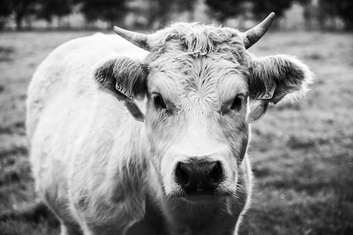 The Cow (black and white)