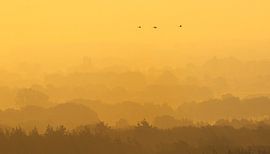 Oies sur le Lemelerberg