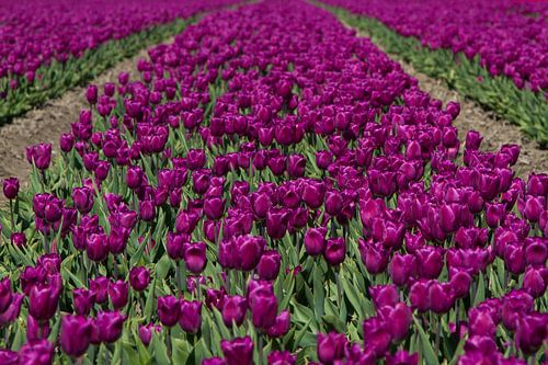 Paarse Tulpen