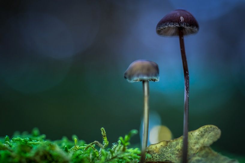 bleu par peterheinspictures