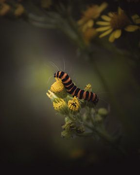 Caterpillar flower dark & moody van Sandra Hazes