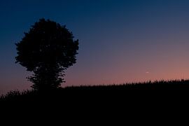 Lone tree on a hillside at dusk by it's a Boone thing