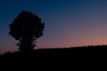 Eenzame boom op een helling bij valavond van it's a Boone thing