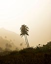 Palm trees in sandstorm by mitevisuals thumbnail