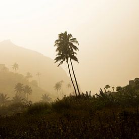 Palm bomen in zandstorm van mitevisuals
