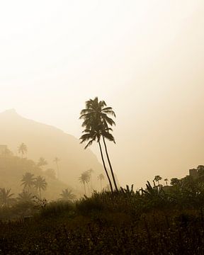 Palm bomen in zandstorm van mitevisuals