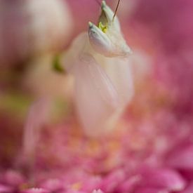 Orchidee bidsprinkhaan van ColorsofNaturePhotography Jeanet Groenewoud