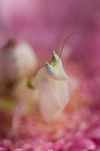 Orchidee bidsprinkhaan von ColorsofNaturePhotography Jeanet Groenewoud