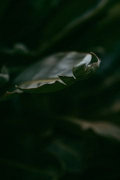 Green leaf by sonja koning