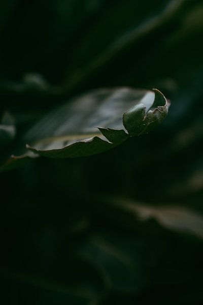 Grünes Blatt von sonja koning