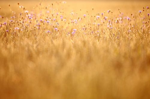 Kornblumen